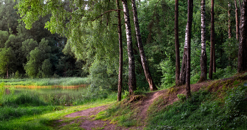 Im Wald / ***