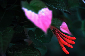 Sommerblumen / ***