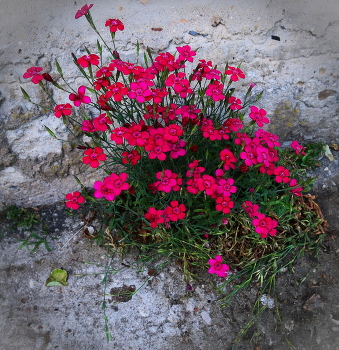 Stadt Blumen / ***