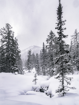 Winterwald / ***