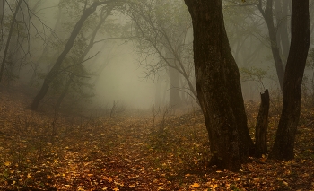 Nebliger Morgen / ***