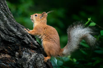 Eichhörnchen / ***