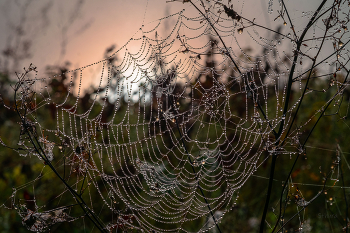 Morgendämmerung / ***