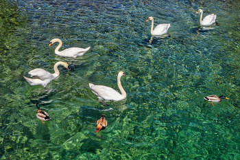 Schwanensee / ***