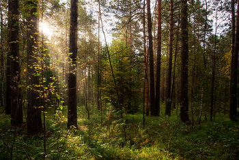 Morgen in einem Kiefernwald / ***