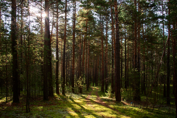 Morgen in einem Kiefernwald / ***