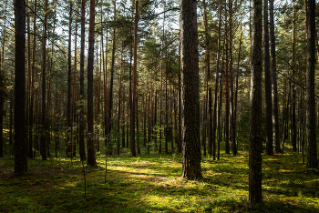 Morgen in einem Kiefernwald / ***