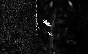 Alle vor / ***
