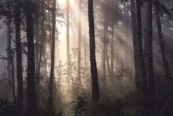 Nebliger Morgen / ***