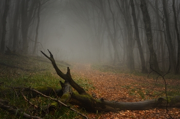 Nebliger Morgen / ***