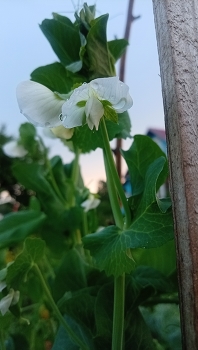 Leben rund um / ***