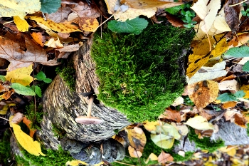 November / ***