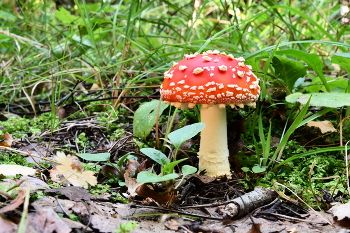 Fliegen-Blätterpilz / ***
