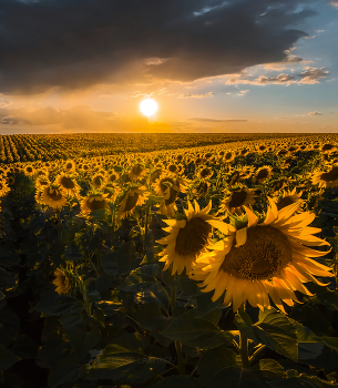 Sonnenblumen / ***
