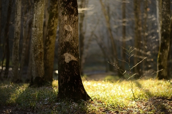 Morgen in den Wald / ***