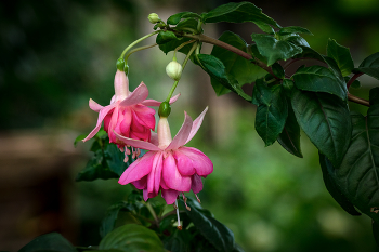 Fuchsie / ***