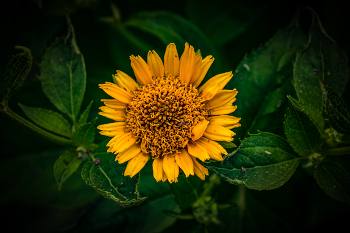 sonnig / ***