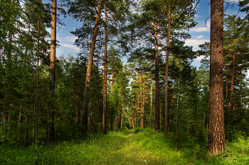 Morgen in einem Kiefernwald. / ***