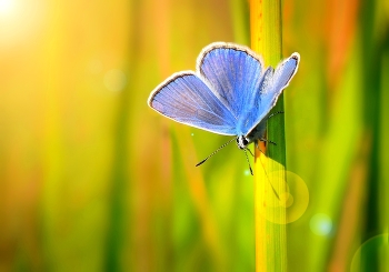 Kupfer-Schmetterling / ***