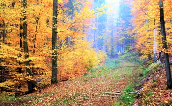 Goldener Herbst / ***