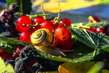 Still Life / ***