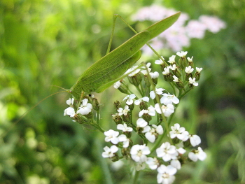 Heuschrecke / ***