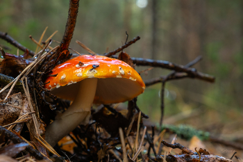 Nach dem Regen / ***