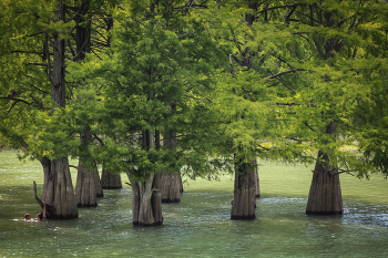 Cypress / ***