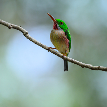 Broad-billed Tody / Broad-billed Tody