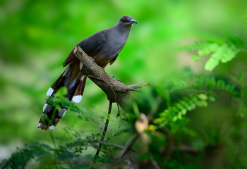Hispaniolan Lizard-Cuckoo / Hispaniolan Lizard-Cuckoo