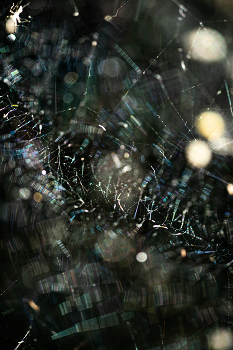 Aranea mundi.3 / ***