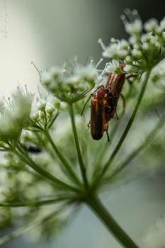 &nbsp; / Rhagonycha fulva