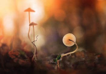 Eifersucht / ***