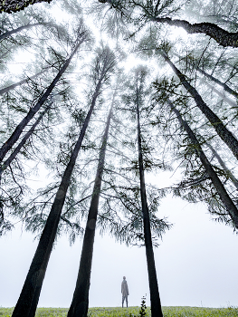Winterwald / ***