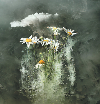 Gänseblümchen / ***