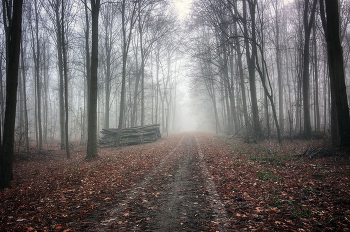Nebliger Morgen / ***