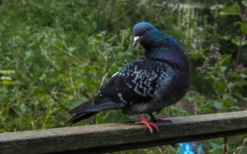 Aus dem Leben der Vögel / ***