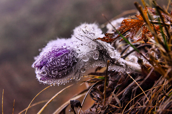 Pulsatilla Krim / ***