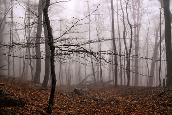Foggy Krim Holz / ***