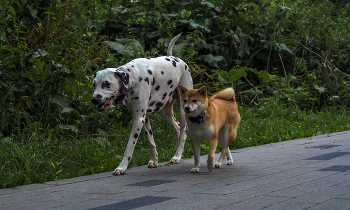 Freunde / ***