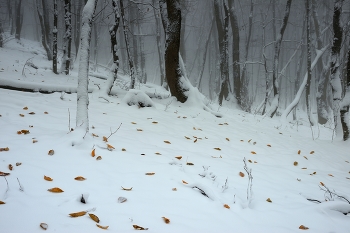 Der Winter kam / ***
