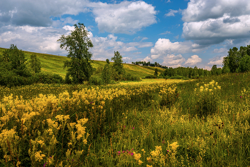 Blumenwiese / ***
