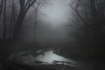 Nebliger Morgen / ***