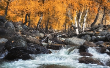 Birke im Herbst / ***
