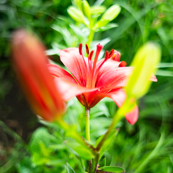 Blumen / ***