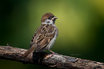 Spatz / ***