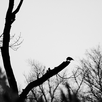 Silhouette / ***
