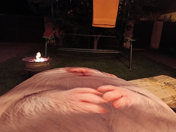 &nbsp; / ***