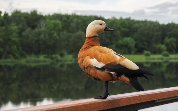 Aus dem Leben der Vögel / ***