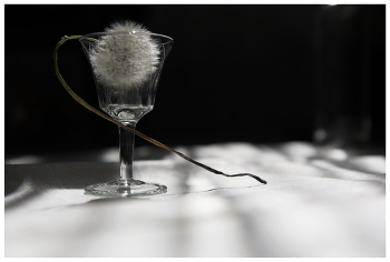 Taraxacum / ***